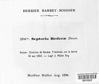 Septoria hederae image